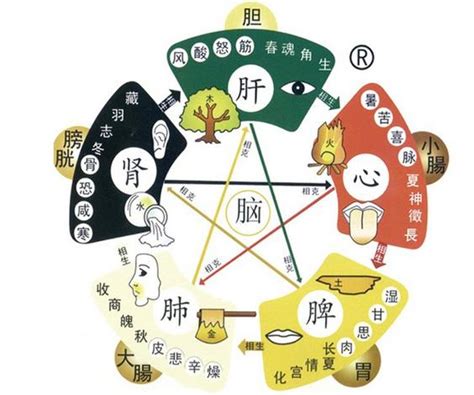 五行關係|中醫知識 